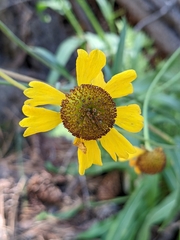 Helenium bigelovii