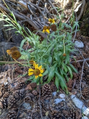 Helenium bigelovii
