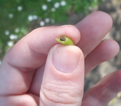 Procecidochares alani