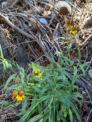 Helenium bigelovii