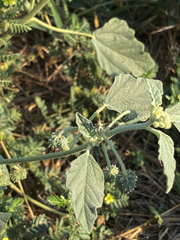 Chrozophora tinctoria