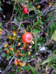 Cotoneaster morrisonensis