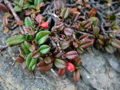 Cotoneaster morrisonensis