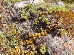 Epilobium brunnescens