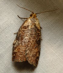 Cryptoptila australana