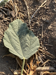 Chrozophora tinctoria