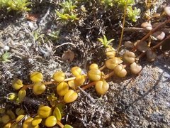 Epilobium brunnescens