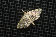 Lygropia rivulalis