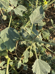 Chrozophora tinctoria