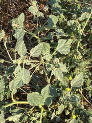 Chrozophora tinctoria