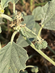 Chrozophora tinctoria