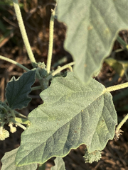 Chrozophora tinctoria