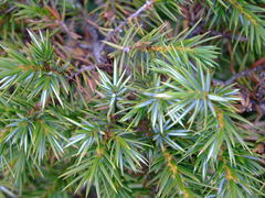 Juniperus formosana