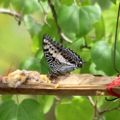 Charaxes castor