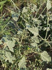 Chrozophora tinctoria