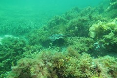 Urolophus orarius