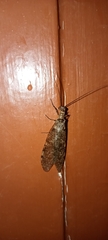 Archichauliodes diversus