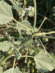 Chrozophora tinctoria