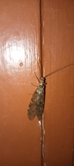 Archichauliodes diversus