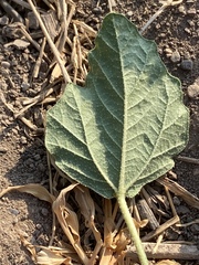 Chrozophora tinctoria