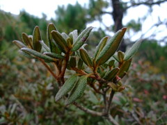 Rhododendron rubropilosum taiwanalpinum