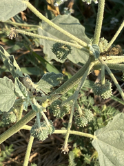 Chrozophora tinctoria