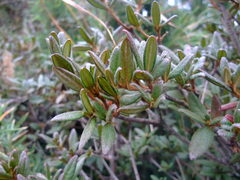 Rhododendron rubropilosum taiwanalpinum