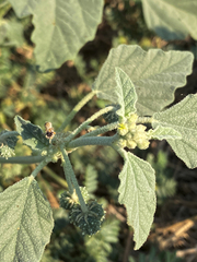 Chrozophora tinctoria