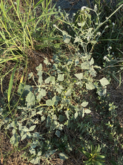 Chrozophora tinctoria