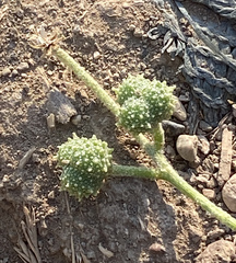 Chrozophora tinctoria