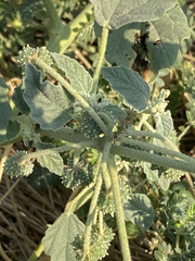 Chrozophora tinctoria