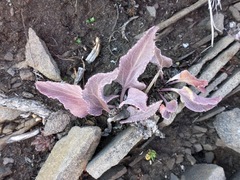 Veronica wyomingensis