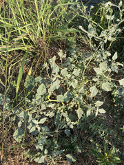 Chrozophora tinctoria