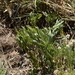Searsia magalismontana trifoliolata - Photo (c) Richard Gill, algunos derechos reservados (CC BY-NC), subido por Richard Gill