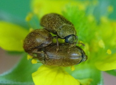 Byturus ochraceus
