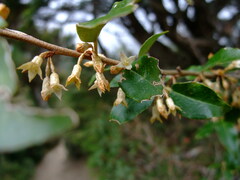 Elaeagnus thunbergii