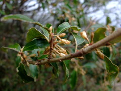 Elaeagnus thunbergii
