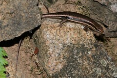 Trachylepis sechellensis