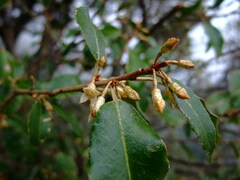 Elaeagnus thunbergii