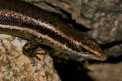 Trachylepis sechellensis