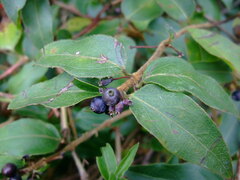 Lonicera acuminata
