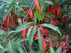 Photinia niitakayamensis