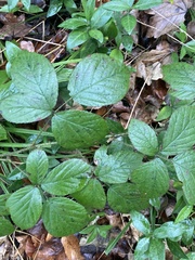 Rubus fruticosus