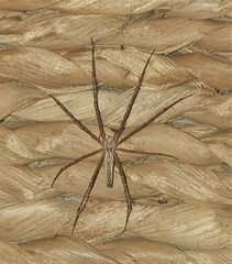 Euprosthenops