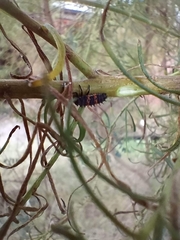 Harmonia conformis