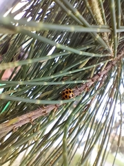 Harmonia conformis
