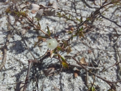 Coprosma brunnea