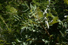 Lannea discolor