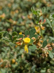 Acmispon decumbens