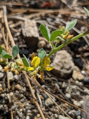Acmispon decumbens